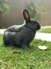 rabbit in the grass