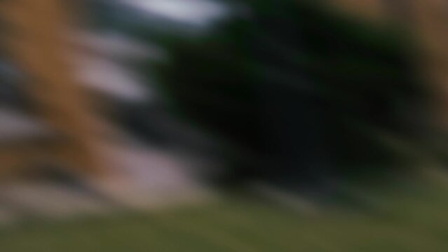 Dog bulterier runs on path in the garden towards his owner waggling his tail. Pet runs quickly in spring in slow motion.