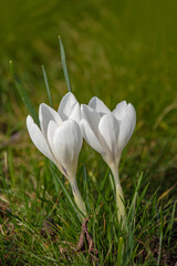 White crocuses growing on the ground in early spring. First spring flowers blooming in garden....