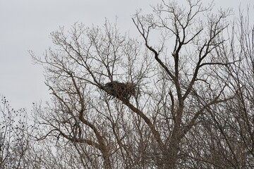Eagle Nest in a Tree