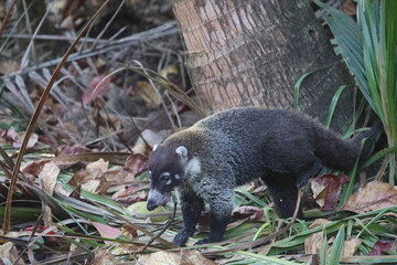 Wild Coati or Pizote in the forest of Costa Rica