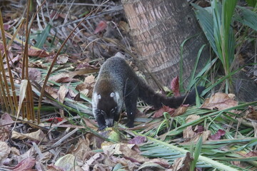 Wild Coati or Pizote in the forest of Costa Rica