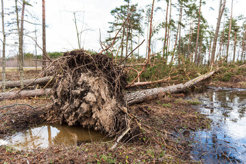 Fototapeta premium Fallen, uprooted pine trees in the forest. An adult trees lies on the ground after storm. The roots of the tree.