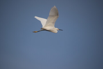 a bird flying in the sky