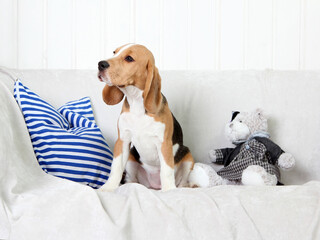 beagle puppy sitting on a bed