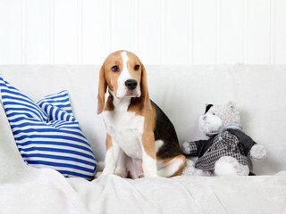beagle puppy sitting on a bed