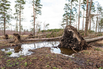 Fallen, uprooted pine trees in the forest. An adult trees lies on the ground after storm. The roots of the tree.