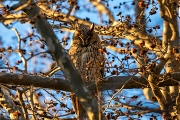 ritratto di gufo comune, asio otus, al tramonto