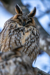 ritratto di gufo comune, asio otus