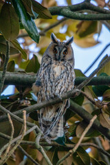 ritratto di gufo comune, asio otus