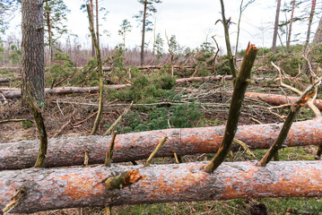 Fallen, uprooted pine trees in the forest. An adult trees lies on the ground after storm. The roots of the tree.