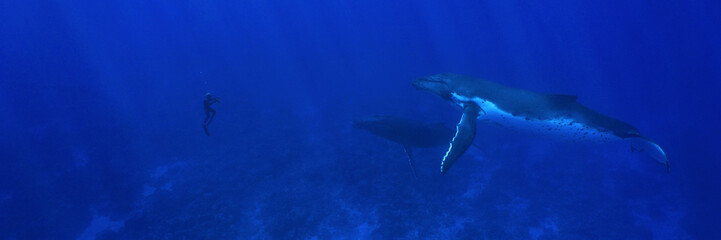 Man alone and two humpback whales underwater ocean, south Pacific