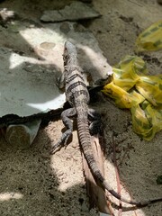Iguana islas san andres
