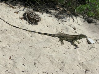 Iguana islas san andres