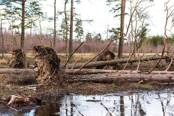 Fallen, uprooted pine trees in the forest. An adult trees lies on the ground after storm. The roots of the tree.