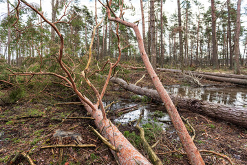 Fallen, uprooted pine trees in the forest. An adult trees lies on the ground after storm. The roots of the tree.