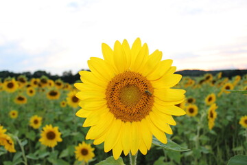 Fototapeta premium sunflower field in the summer