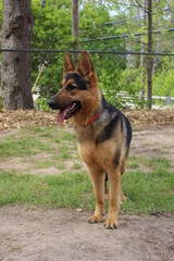 german shepherd dog