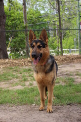 Naklejka premium german shepherd dog