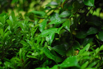 Green leaves after rain