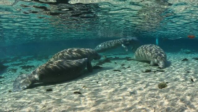 Group of Manatees in spring