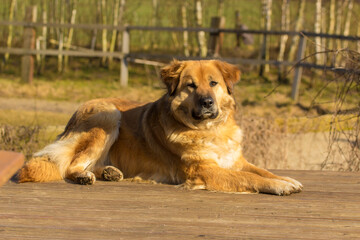 golden retriever puppy
