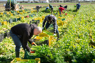 Portrait of men gardeners picking harvest of celery to crates in garden