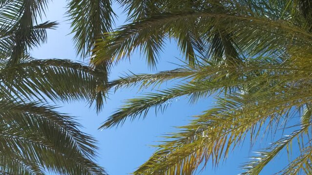 Beautiful green coconut palm trees waving on wind on tropical beach against blue sky. Summer vacation concept