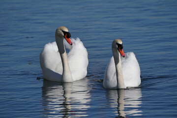 Mute swans in flock, pairing up, fighting or relaxed swimming on bright winter day or overcast winter day early spring
