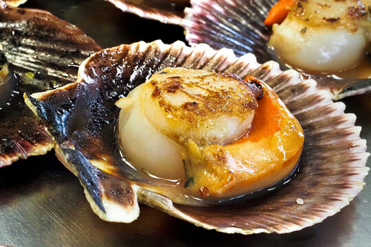 Grilled scallops on their juices