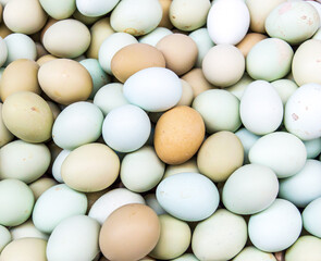 Fresh white, blue and brown chicken eggs, food ingredients concept.