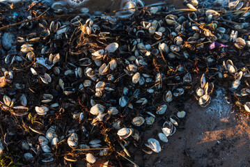 Seashells by the seashore in sunny evening.