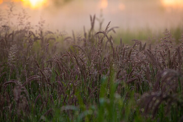 łąka skąpana w rosie, łąka wiosną, trawy pokryte rosą  © Follow the Sun