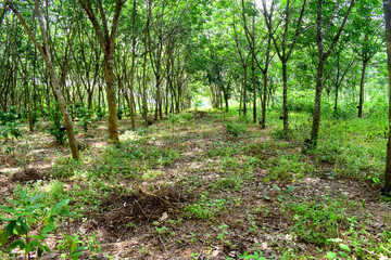 Para-rubber trees in rubber plantation growing for latex in North East of Thailand. Beautiful green nature background.