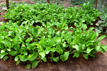 Beautiful green young plants of Chinese mustard in garden, growing organic vegetables in rainy season in Thailand