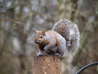 a cute grey squirrel sitting on top the wooden pole of a bird feeder in the park