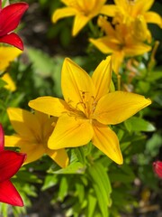 Yellow lily