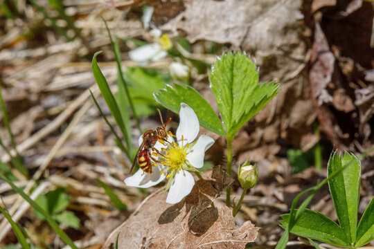 Nomad Bee on wild strawberry blossom