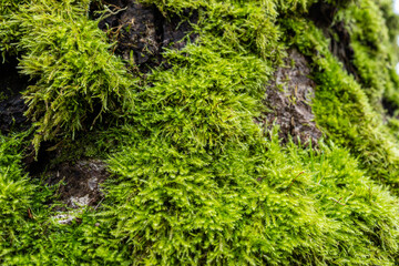 close up of fresh green mosses grew on the surface of tree bark
