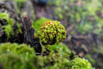 close up of fresh green mosses grew on the surface of tree bark