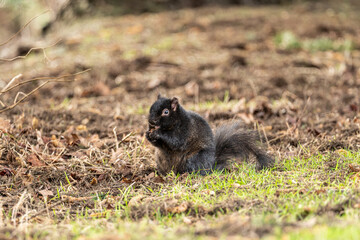 cute grey squirrel eating a nut on its paws sitting on the brown grasses in the park