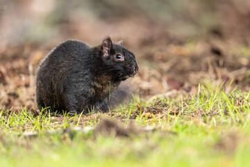 close up of an adorable chubby grey squirrel resting on the grasses scratching its body