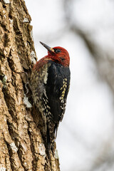 close up of a beautiful red-breasted sapsucker resting on the rough textured tree trunk in the park