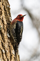 close up portrait of a beautiful Red-breasted Sapsucker resting on the tree trunk