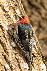 close up of a beautiful red-breasted sapsucker resting on the rough tree trunk under the sun in the park