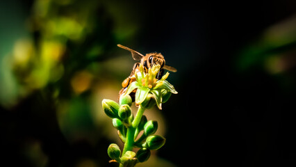 Bee resting on branch with buds and flower