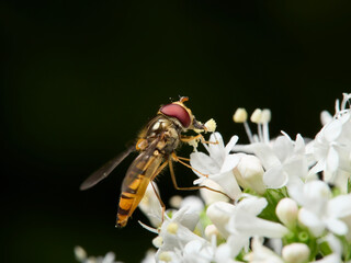 fly on a flower