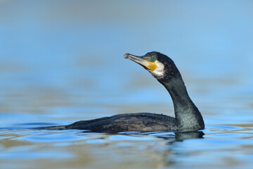 kormoran phalacrorax carbo