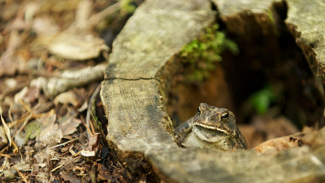 Gray Treefrog in a Rotted Tree Stump Closeup Side View
