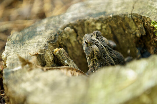 Gray Treefrog in a Rotted Tree Stump Closeup Side View